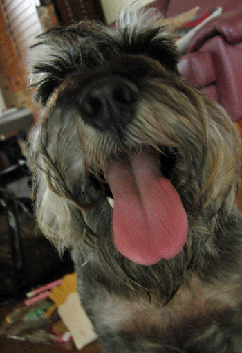 e0020214_11431610.gif