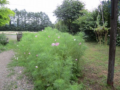 f0207320_13422152.jpg
