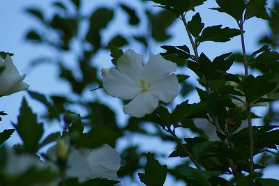 f0170524_13392887.jpg