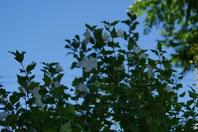 f0170524_13393728.jpg