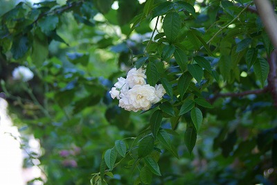 f0170524_134131100.jpg