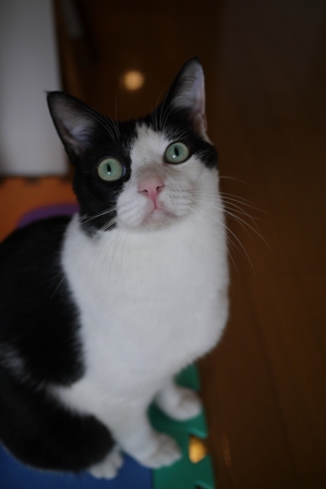 猫のお友だち ビンゴくん編。_a0143140_16334023.jpg