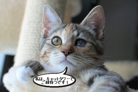 里親さま募集中の猫ちゃん_e0151545_21525885.jpg