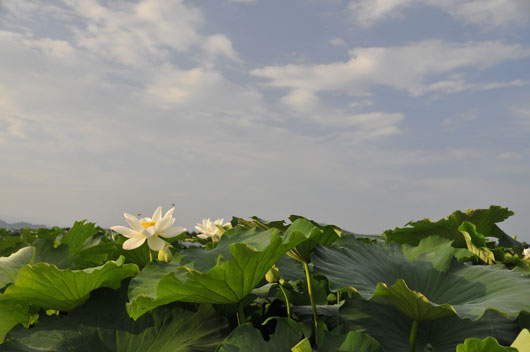 蓮根の花(1)_c0093046_1515166.jpg