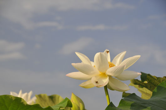 蓮根の花(1)_c0093046_1521480.jpg