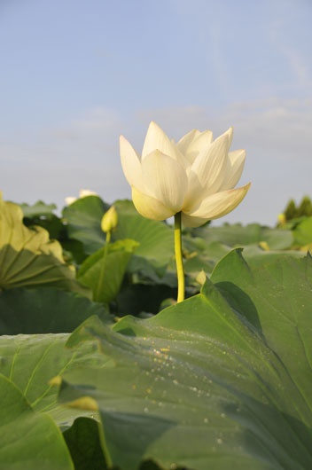 蓮根の花(1)_c0093046_1523972.jpg