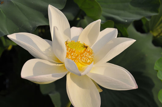 蓮根の花(1)_c0093046_153767.jpg