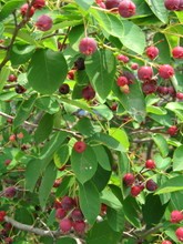 a0123450_918221.jpg