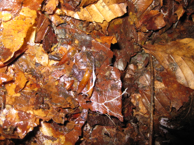 a0183257_11954.jpg