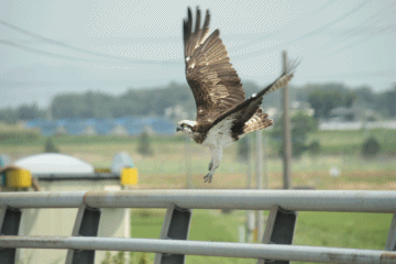 e0139859_265468.gif