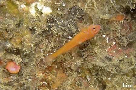 e0158261_61143.jpg