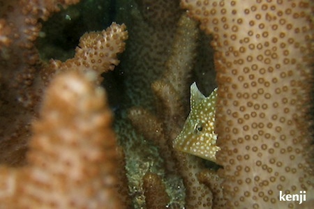 e0158261_61338.jpg