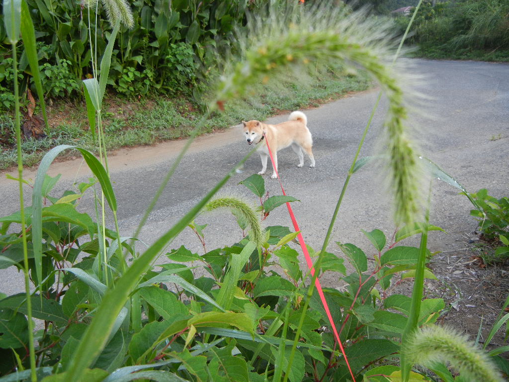 2011年8月13日(土)愛ちゃんの受難!_f0060461_12332283.jpg