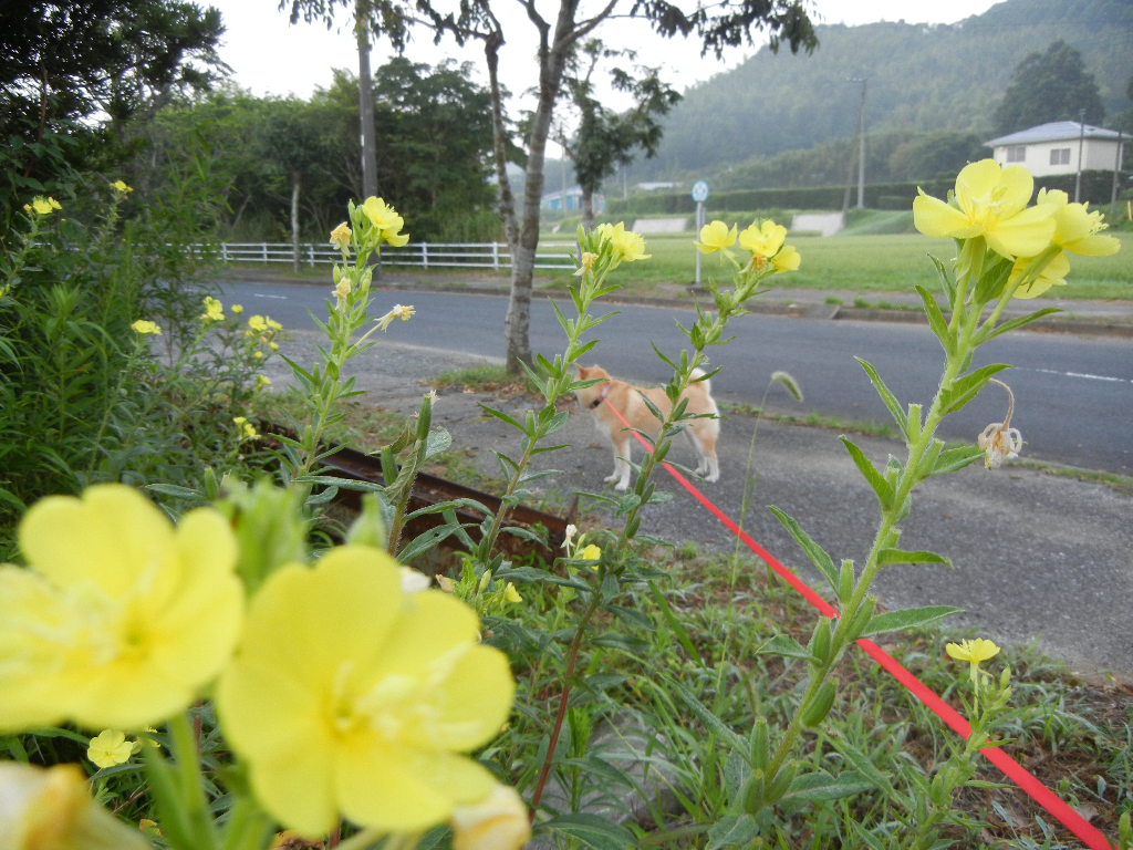 2011年8月13日(土)愛ちゃんの受難!_f0060461_12561094.jpg