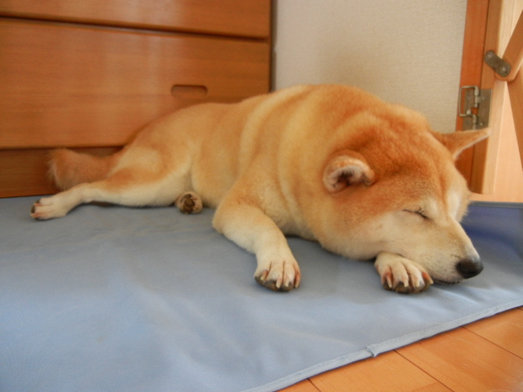2011年8月13日(土)愛ちゃんの受難!_f0060461_1313589.jpg