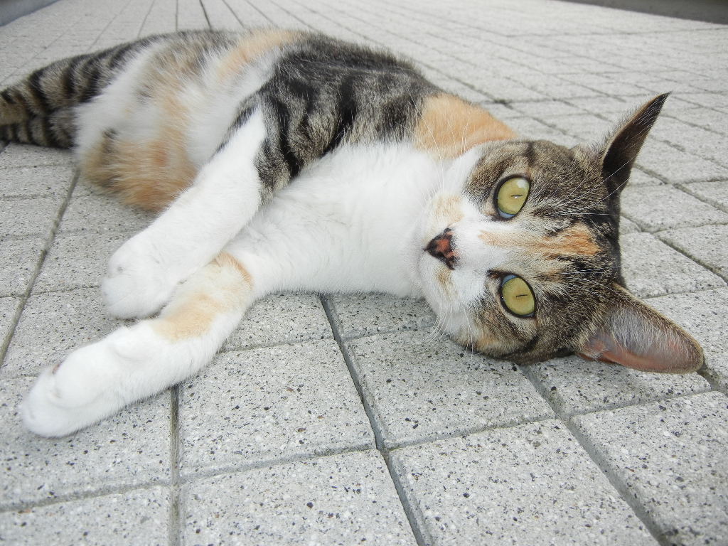 2011年8月13日(土)愛ちゃんの受難!_f0060461_13322538.jpg