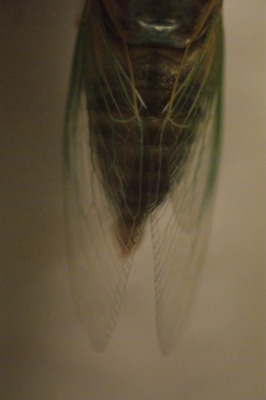 d0141365_20142059.jpg