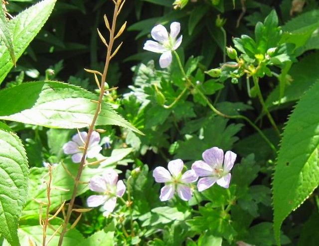 2011.8.12 一ノ森～剣山_c0219866_7401962.jpg