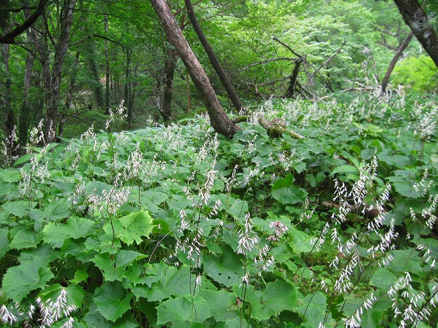 2011.8.12 一ノ森～剣山_c0219866_7421591.jpg