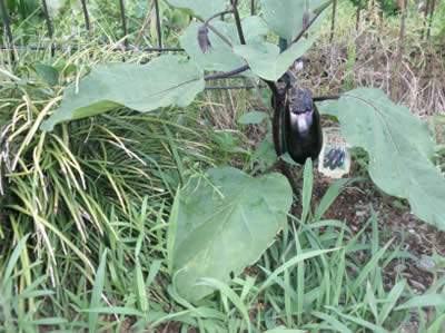 病院の庭に野菜の苗を植えました_d0128966_21255177.jpg