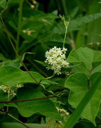 十勝の蝶（三）　オオヒカゲ、クロヒカゲなど_d0084473_2194950.jpg