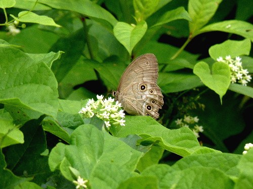 十勝の蝶（三）　オオヒカゲ、クロヒカゲなど_d0084473_219993.jpg