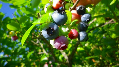 f0182173_8393041.jpg