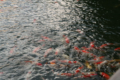 「幻想庭園」2011＠岡山　後楽園_f0219373_23161456.jpg