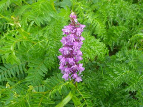 c0002874_10523427.jpg