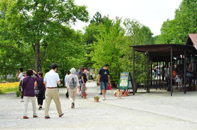 北海道キャンプ⑥ 富良野~美瑛ドライブ_a0126590_2134222.jpg