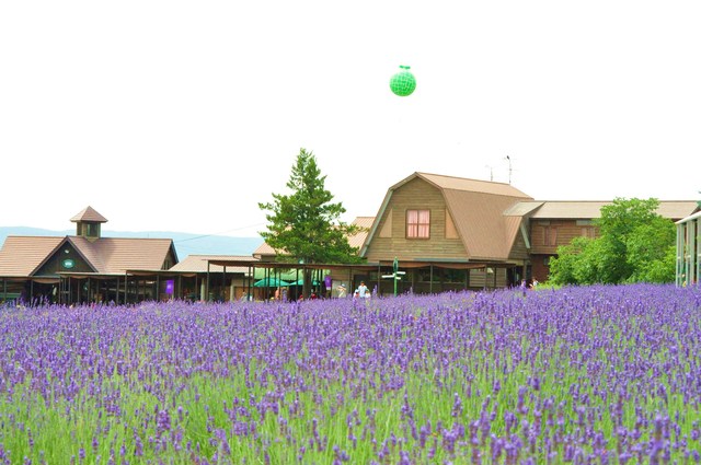 北海道キャンプ⑥ 富良野~美瑛ドライブ_a0126590_23525165.jpg