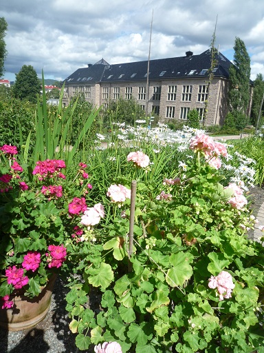 Botanisk hage - Oslo_d0182292_5112141.jpg