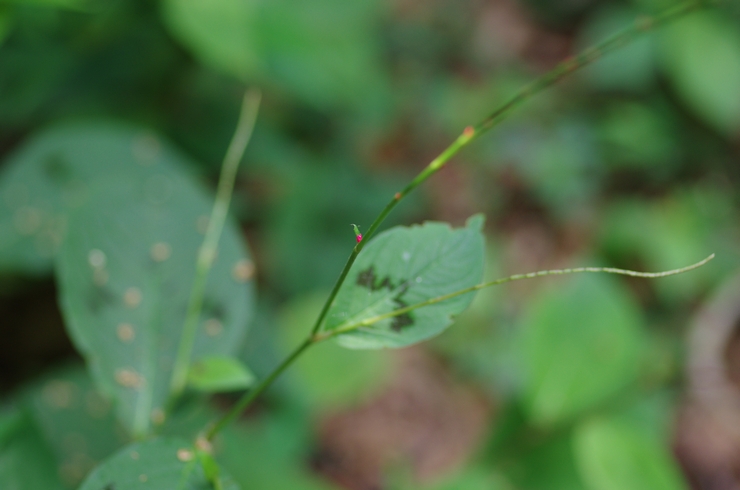 季節の山花_b0162798_9571795.jpg