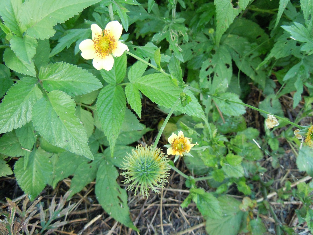 ダイコンソウ 大根草 という草花 椿壽菴だより