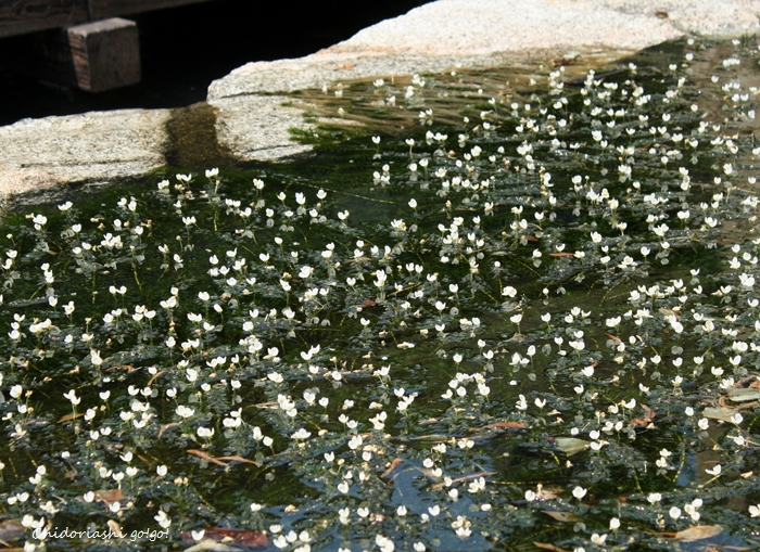a0170321_13353455.jpg