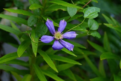 f0170524_1692276.jpg