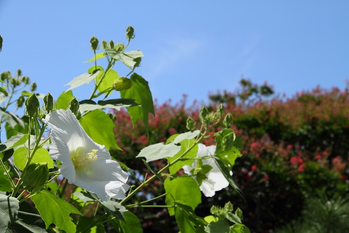 鎌倉散歩　#13 －鎌倉夏景色（本覚寺の蓮・百日紅、谷口屋）_b0169330_1641969.jpg