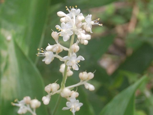 藪茗荷 ヤブミョウガ ポピュラーな花