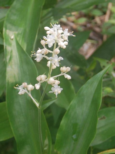 藪茗荷 ヤブミョウガ ポピュラーな花