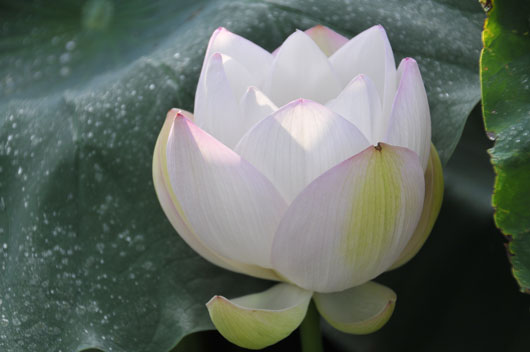 蓮根の花(2)_c0093046_6305142.jpg