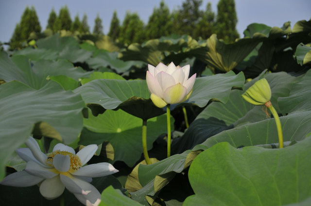 蓮根の花(2)_c0093046_6313199.jpg