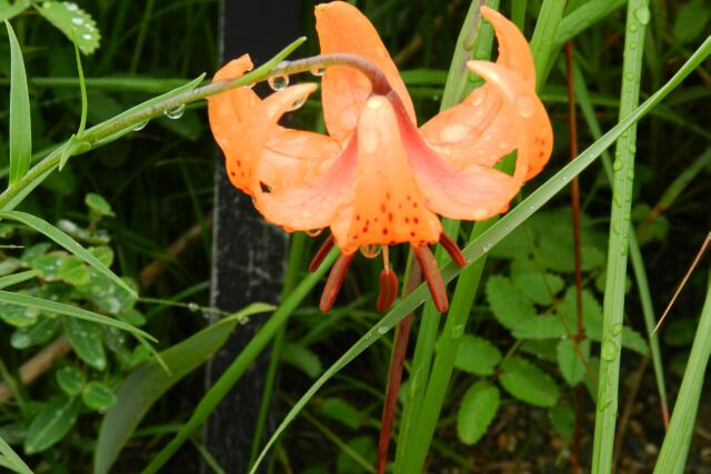 e0043548_62026.jpg