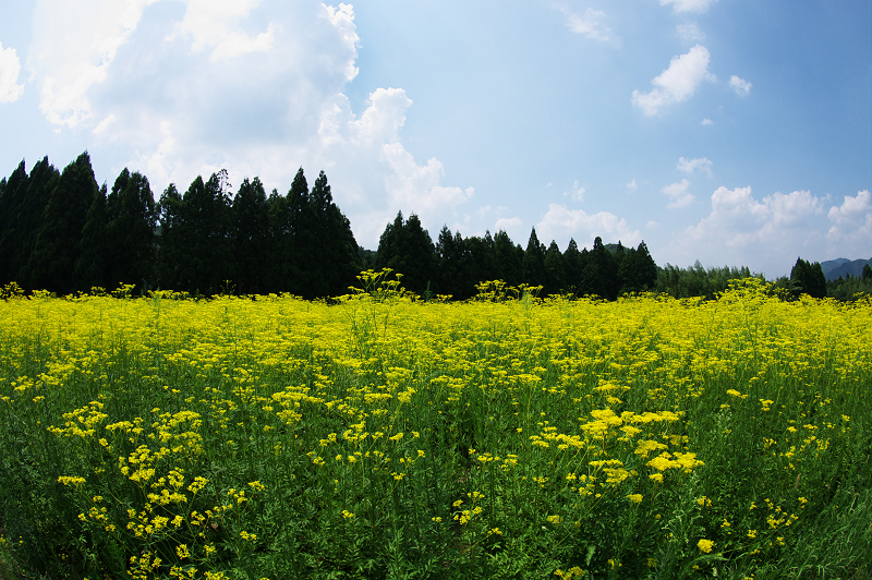 京都・夏の花畑・その１（越畑・女郎花）_f0155048_2217028.jpg