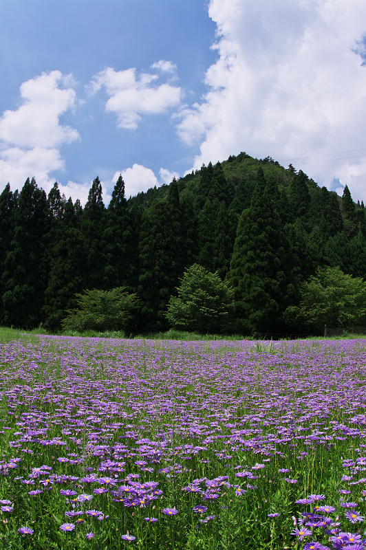 京都・夏の花畑・その3(久多・北山友禅菊)_f0155048_23174320.jpg