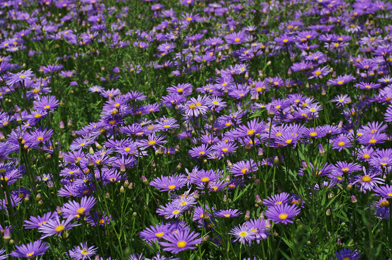京都 夏の花畑 その3 久多 北山友禅菊 花景色 K W C Photoblog 京都 夏の花畑 その3 久多 北山友禅菊 花景色 K W C Photoblog