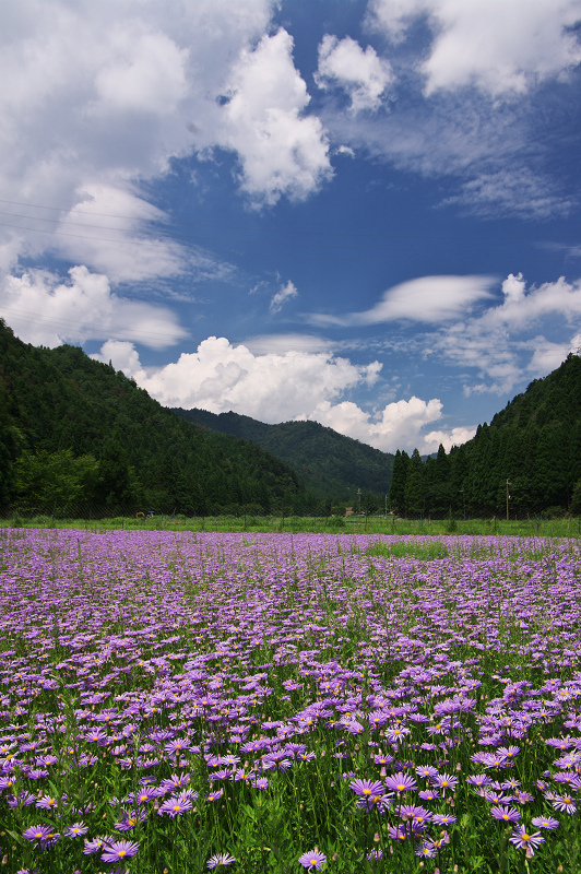 京都・夏の花畑・その3(久多・北山友禅菊)_f0155048_23183410.jpg