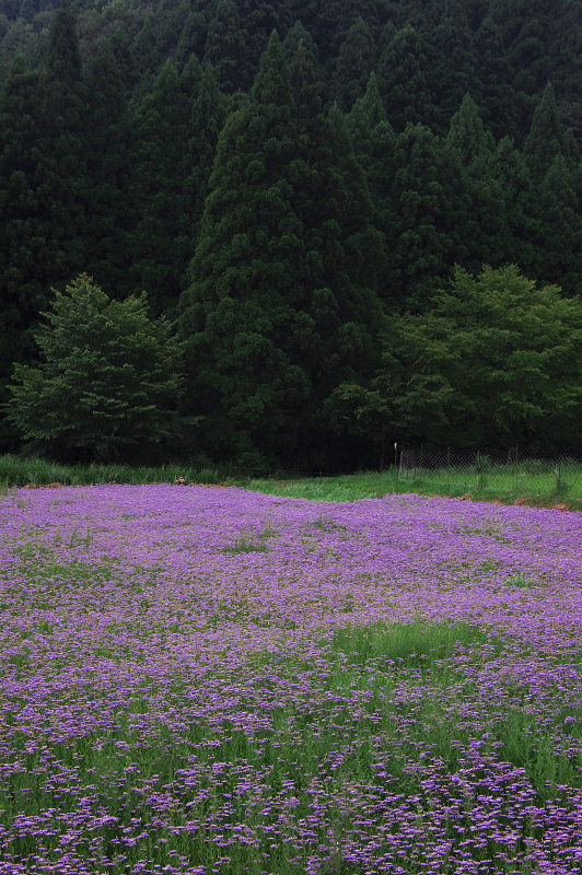 京都・夏の花畑・その3(久多・北山友禅菊)_f0155048_23195096.jpg