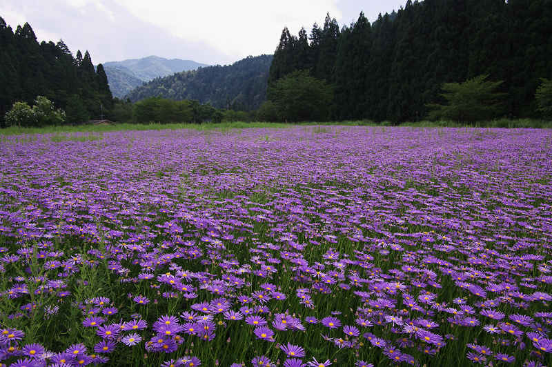 京都・夏の花畑・その3(久多・北山友禅菊)_f0155048_23203183.jpg