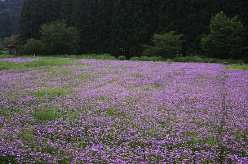 京都・夏の花畑・その3(久多・北山友禅菊)_f0155048_23214039.jpg