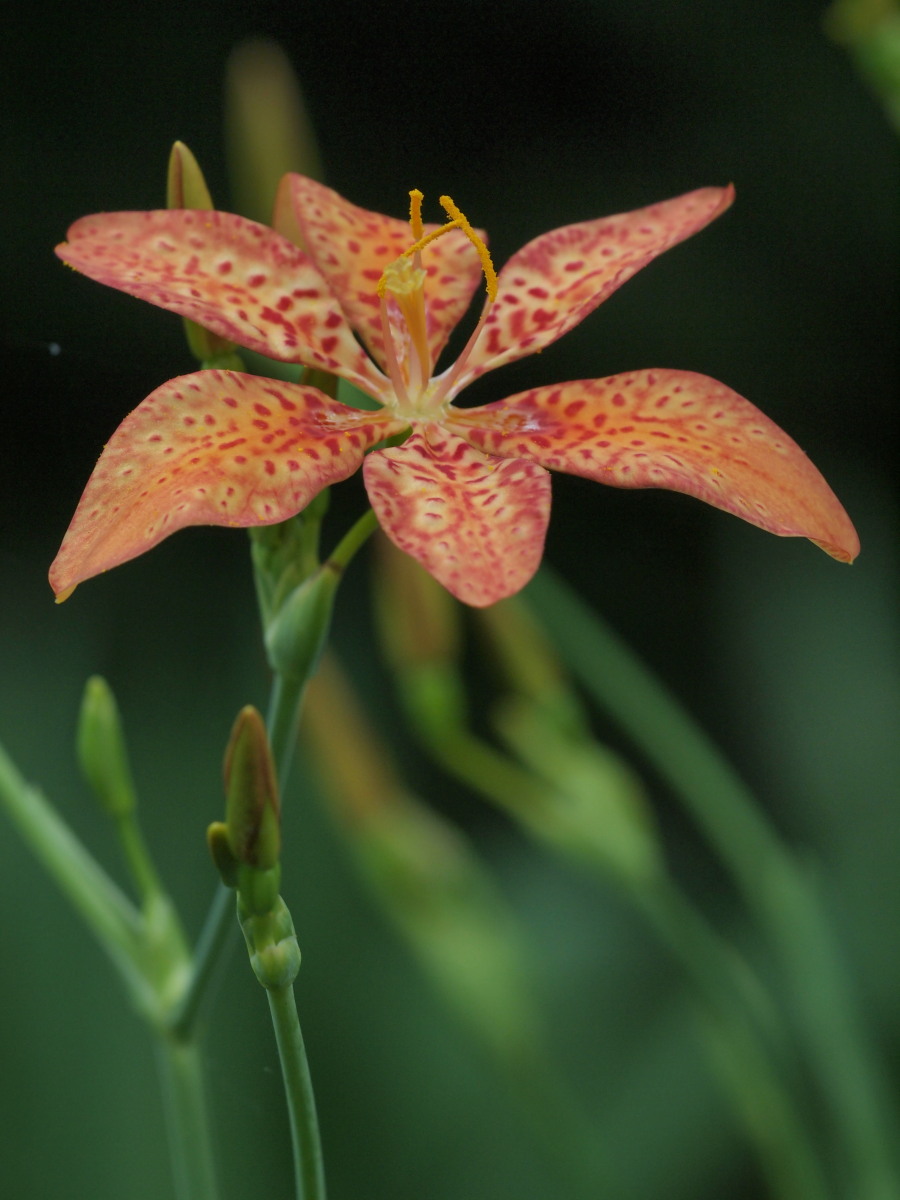 赤塚植物園・7月　　　069)_c0068050_8415178.jpg